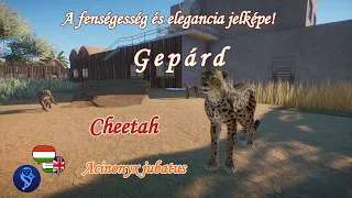 🐈A fenségesség és elegancia! - #105 - [Planet Zoo] / Gepárd