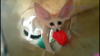 Sweet Baby Fox Plays with his Favourite Toy!