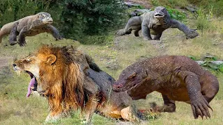 Unbelievable! Crazy Komodo Dragon Attacks And Kills A Sleeping Lion