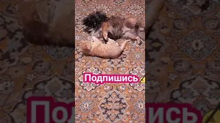 КАК Кошка с Собакой👍