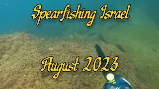 GOOD DAY SPEARFISHING ISRAEL #spearfishingjourney #spearfishing