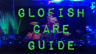 My GloFish Aquarium | Glofish Care Guide