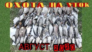 Охота на уток! Уток много! Отличные выстрелы! Август 2020! Duck Hunting of Yakutia!