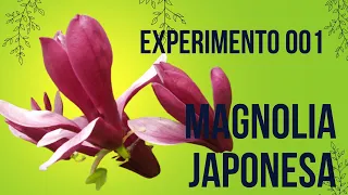 Aloe Vera para enraizar Magnolia funcionara? Exp001