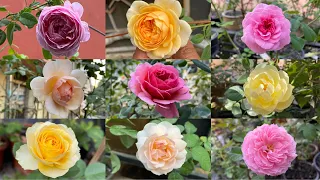 23 David Austin Roses at Terrace Garden in India