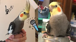 🦜Best Cockatiel Singing 💃- A Funny Parrot And Cute Parrots Videos Compilation 04 - Funny Pets Life