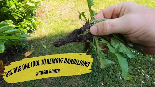 How to Get Rid of Dandelions and Their Roots [100% Success Rate]