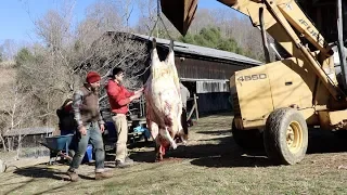 Harvesting Beef on the FAMILY HOMESTEAD