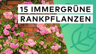 15 immergrüne Rankpflanzen 🌿 Pflege ✓ Standort ✓ Herkunft ✓ Besonderheit ✓