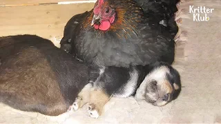 A Mother Hen Sitting On A Black Puppy, Not Her Eggs?! | Kritter Klub