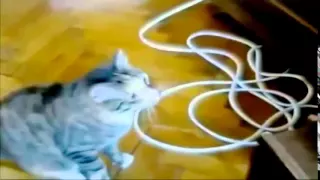 Коты чудят  Самые смешные видео с котами  Funny cat compilation