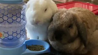 Romeo and Julian's Food ASMR