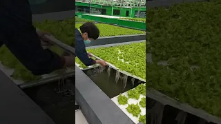 Aquaponics systems Organic vegetables Growing Plants gardening farming tiktok  #shorts