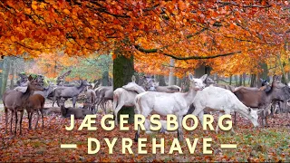 Why Jægersborg Dyrehave (Deer Park) in Copenhagen is worth a visit!