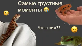 Что с моими животными￼???-РЕПТИЛИИ 😭😭😭