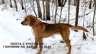 охота с русскими гончими на зайца .13. 12. 21