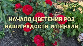 Розы в нашем саду. Первое цветение роз. Сорта роз. Мой скромный результат. Розы 2021 года.