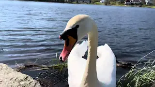 I spend a year to be #friends whith the #crow and the Knop #swan ! #naturebeauty #birdslover #bergen