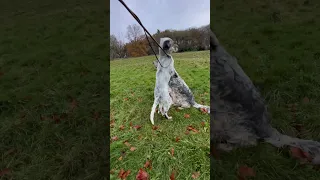 Autumn morning walk for 2 English Setters #englishsetter #redharasetters #puppy #dog