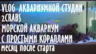 VLOG 2CRABS. Морской аквариум. Месяц после старта.