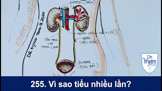 #255. Tiểu đêm ...và tiểu nhiều lần