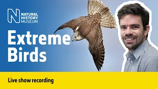 Extreme birds from around the world  | Live Talk with NHM Scientist