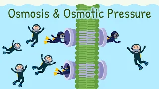 Osmosis of Water & Osmotic Pressure | Diffusion of Water