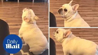 Angry French bulldog throws tantrum over Cheerios