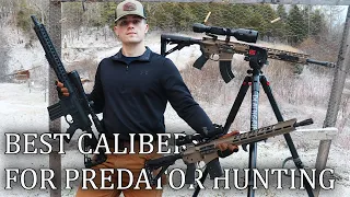 Best Calibers For Predator Hunting!