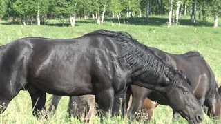 Строгий жеребец и послушные кобылы