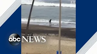 Homeless man rescues stranded baby shark