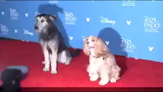 Lady and The Tramp stars on the red carpet at #D23Expo2019