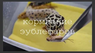 КОРМЛЕНИЕ ЭУБЛЕФАРОВ