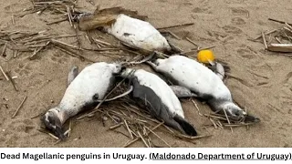 Thousands of Penguins Mysteriously Wash Up Dead in South America