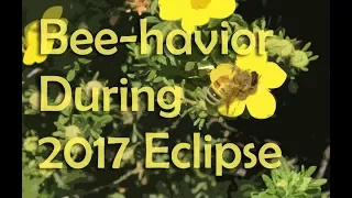 Bee Behavior during Solar Eclipse 2017