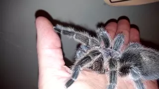 Spider trained to give high-five