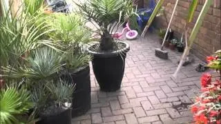 How to repot a small to Medium sized palm. (Jubaea)