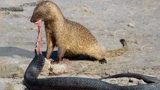 Egyptian mongoose - devours Huge SNAKES and fights back LIONS!