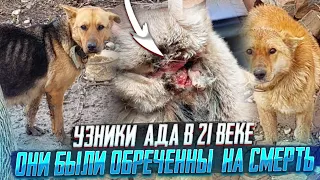 Освобождения  УЗНИКОВ😱 | Они были обречены