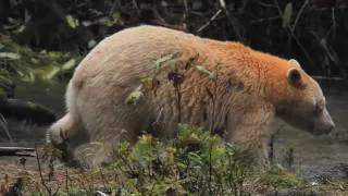 Enter the Great Bear Rainforest