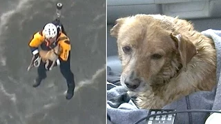 Dog pulled from LA river in dramatic helicopter rescue