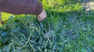 Şevketibostan, Kekik ,Evelik, İğnelik Otu Topladık