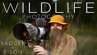 Unexpected Moments, and once in a lifetime photos | Wildlife Photography and finding Bison + Badgers