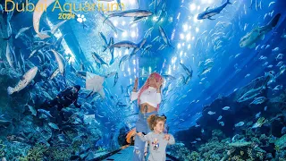 Dubai Aquarium & Underwater Zoo is Spectacular Attraction {4K}