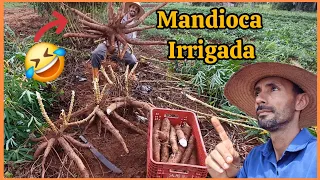 Mandioca Irrigada alta produtividade, #Mandioca.