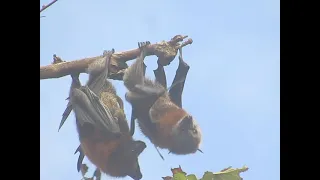 Warrnambool Grey-headed Flying Fox Mating