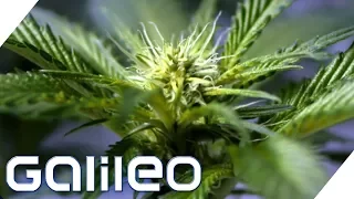 Darum ist Cannabis verboten | Galileo | ProSieben