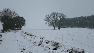 Hovawart im Schnee Fläming