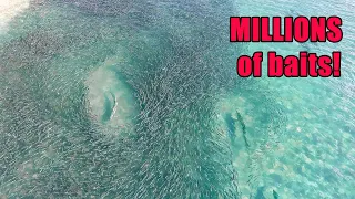 Florida MULLET RUN Migration Fishing! Baitfish EVERYWHERE!! (Stuart Florida Fishing)