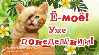 🌺☕️ Ё-моё! Уже понедельник! Доброе утро понедельника! Удачной недели! Утренний позитив для друзей!